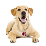 Smart Bluetooth Tracking Tag - Captain America on Dog